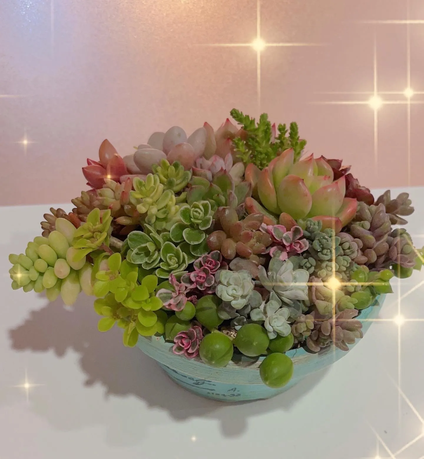 多肉植物寄せ植え